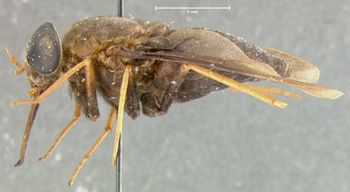 Media type: image;   Entomology 29901 Aspect: habitus lateral view